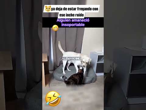 😅Ya deja de hacer ruido FIRULAIS 🔴🙈👌Toma. #reels #funny #cat #dog #shorts #video #funny #animals
