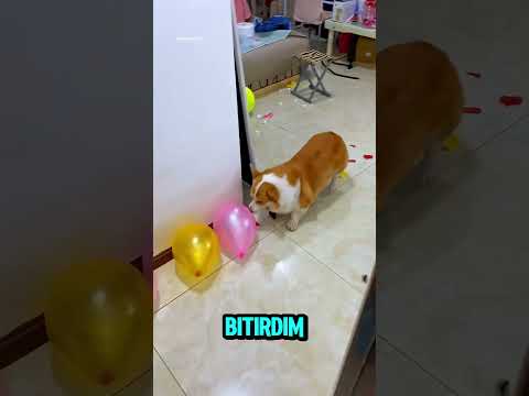 Bi Siz Akıllısınız Zaten 😒