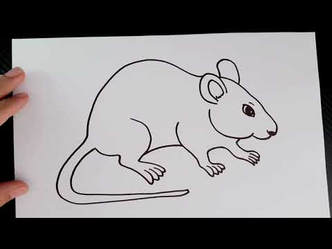 How To Draw A Rat Easy Step By Step || Rat Drawing For Beginner