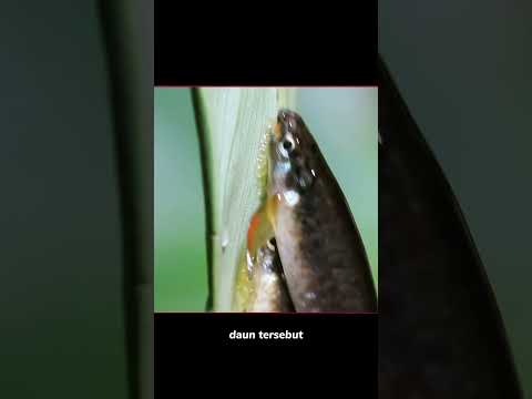 Proses Menetasnya Telur Ikan di Atas Daun: Ajaibnya Perjalanan Ikan copella arnord