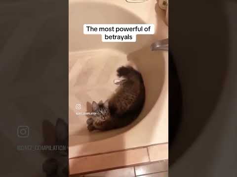 Bro is done for๐ #funny #memes #cat #instagram
