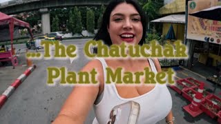 Biggest Outdoor Plant Market in Bangkok?