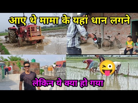 मामा के यहाँ धान लगने आए थे  / धान लगाने में हालत खराब हो गई / full Masti /  New Vlog