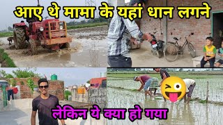 मामा के यहाँ धान लगने आए थे  / धान लगाने में हालत खराब हो गई / full Masti /  New Vlog