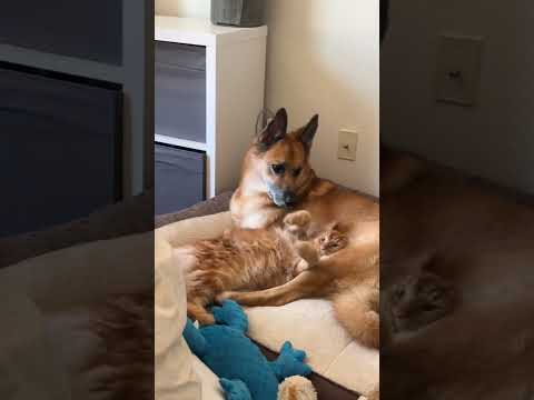Dog protect cat ❤️ #dog #cat #love #pets