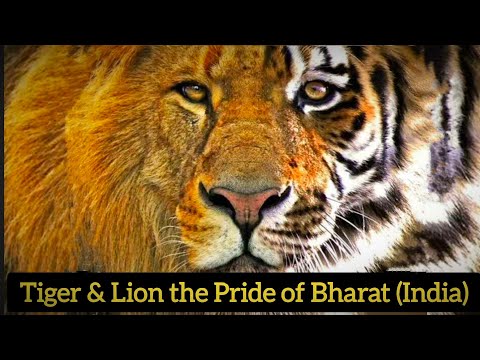 Royal Bengal Tiger & Asiatic Lions the Pride of Bharat