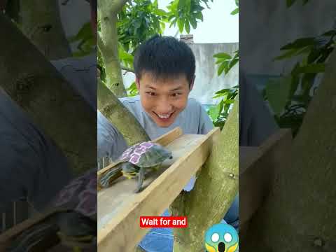 wait for the result #funny #facts #woodworking #viralshorts
