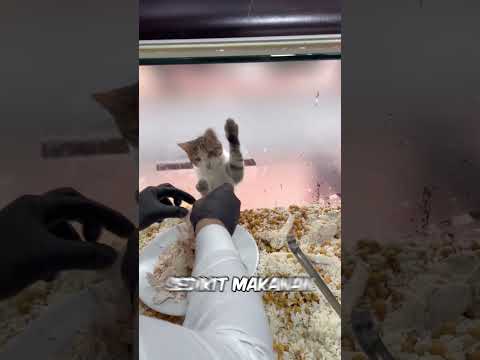 Tingkah lucu kucing dan chef bikin gemes