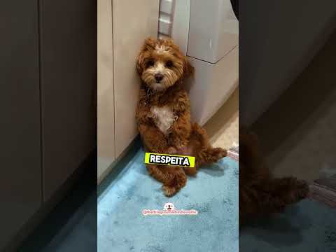 Esses 5 sinais mostram o amor mais puro e fiel #emocionante #cachorrosdotiktok #amorverdadeiro