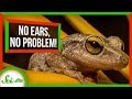 Frog Hearing and Sound Perception