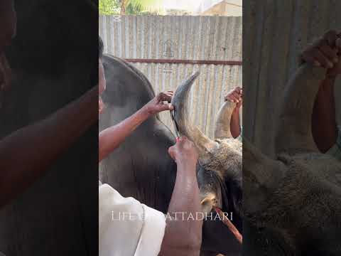 🐂 மாடு கொம்பு🔪 சீவியாச்சி😱💢Jallikattu 🌀#viralvideo  #trichy  #pattadhari #jallikattu #2025 #pongal