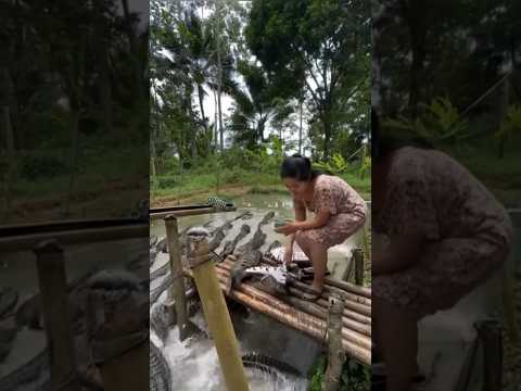 Peternak buaya #kolam #buaya #memberimakan
