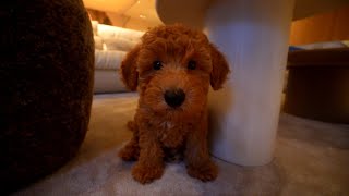 ONZE NIEUWE HOND (cute vlog)
