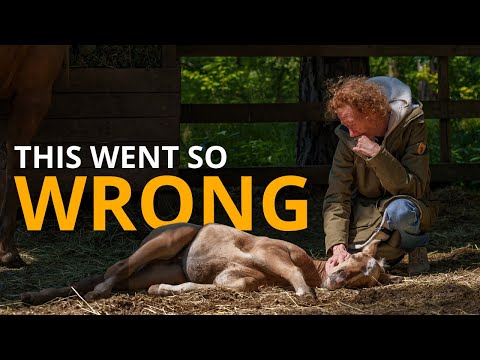 Introducing Lavendel's foal to the herd | Foaling Season Episode 9