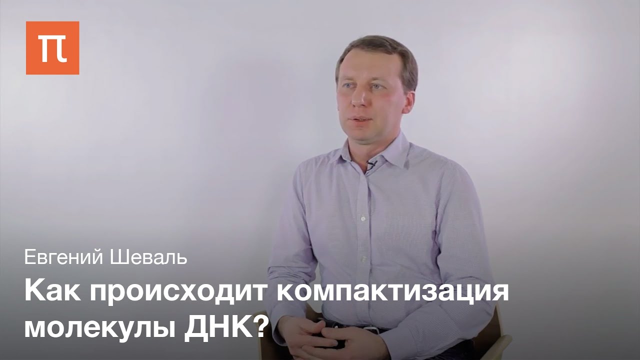 Элементарная хроматиновая фибрилла - Евгений Шеваль