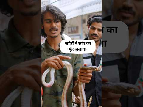 सपेरो ने जलाया कोबरा का मुंह 🐍 P1 #नागपंचमी #सांप #snake #trending #viral #shorts
