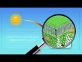 Energy Flow in Ecosystems