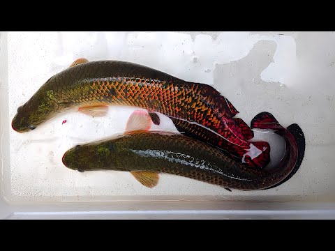 World's Largest freshwater fish Arapaima fish catching in net in India 🐠 #fish #fishing #arapaima