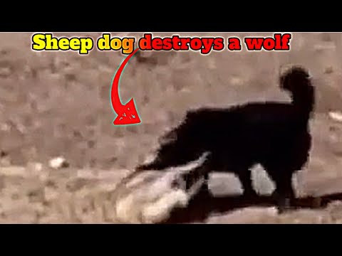 Sheepdog Unleash A Savage Attack On A Wolf!