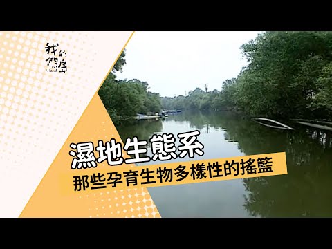 我們的島 第114集 濕地生態系 (2001-07-02) - YouTube(8分47秒)(從4分鐘看)