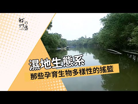 我們的島 第114集 濕地生態系 (4分)