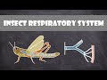 Insect Respiratory System Concepts