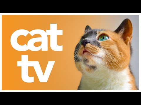 CAT TV - Enrichment Video for Cats to Watch 🌈 - 6 Hour Petflix Video