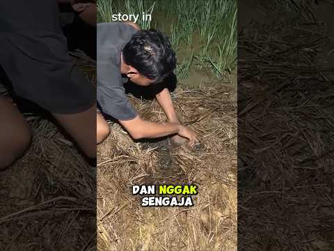 ngubek rumput rawa malam #shorts