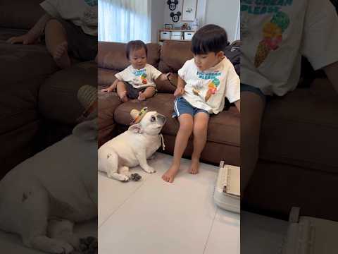 愛犬に怒られた5歳児が仕返しをしました…w #犬 #家族 #フレンチブルドッグ