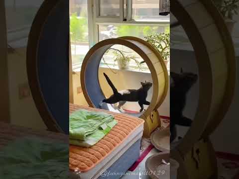 The mother cat has a short temper #cats #foryou #Clevercats #petsoftiktok #funnycats #fyp