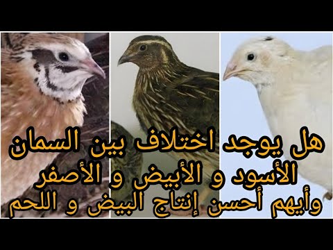 ما هو الفرق بين السمان الأبيض تكساس و السمان الأسمر الياباني ؟