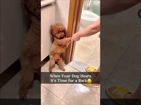 Dog:No bath #foryou #funny #funnypets #pets