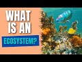 Exploring Ecosystems: Key Components and Interactions