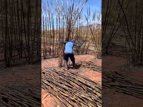 Fastest Way Sugarcane Harvesting By Burning Leaves #satisfying @HappyFarm85