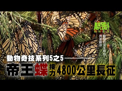 4800公里最遠遷徙 帝王蝶三代接力才完成 | 台灣蘋果日報 - YouTube(3分07秒)