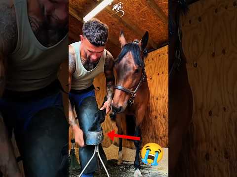 She is in Pain 😭😔 #horserescue #horse #satisfying #animalrescue #sad #farrier #saveanimals #asmr