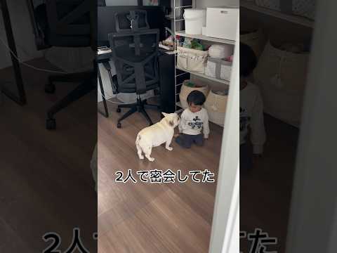 フレンチブルドッグと3歳児が1年の月日を経て少し距離が近づいた #shorts #保護犬