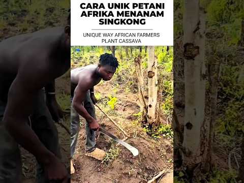 CARA UNIK PETANI AFRIKA MENANAM SINGKONG: UNIQUE WAY AFRICAN FARMERS PLANT CASSAVA