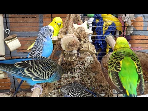 7 hours of budgie sounds