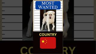 KING CHARLES Tribute | Meet the viral Alpha Dog from China 🐶