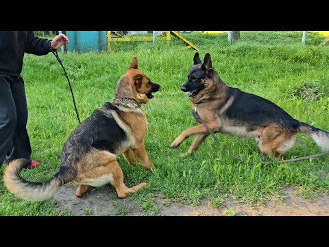 Скоро! Щенки немецкой овчарки от Jason TSARI & GRANT и Frida v. Fox Berg. Одесса. Украина.
