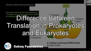 Difference between Translation in Prokaryotes and Eukaryotes