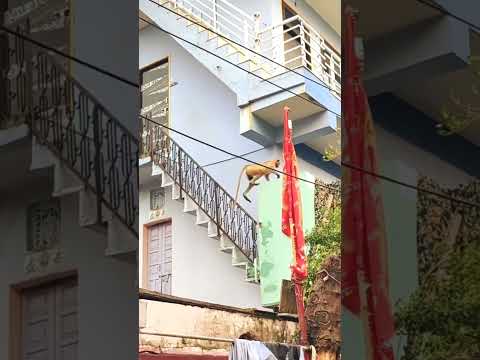 hanumanji||hanuman