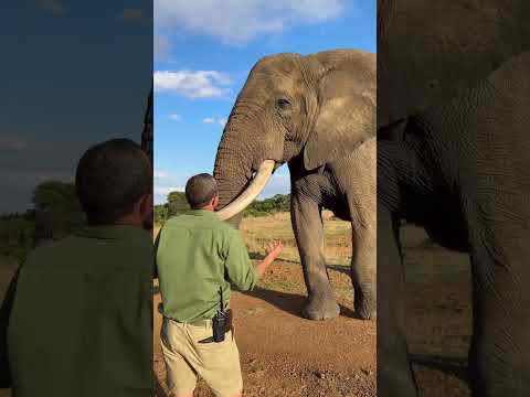 Elephant Grabs Guide’s Hat and Demands a Trade! 🐘👒