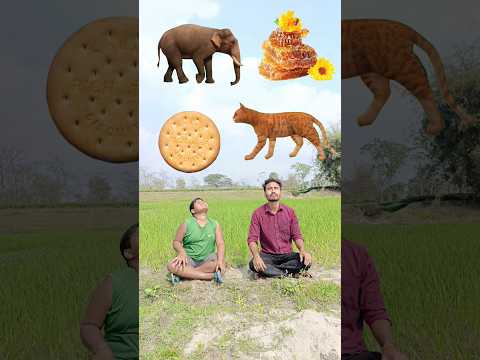 Eating biscuit, honey, icecream and Catching cat, elephant, Rooster - Funny vfx magic