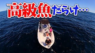 夏の海は高級魚が大量に⁉️