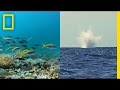 Impact of Blasting on Marine Environments