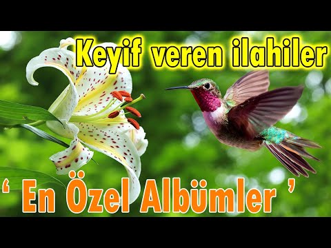 🌹En Çok Dinlenen İlahiler🌹Karışık Güzel İlahiler🌹En Keyif Ve  Huzur Veren İlahiler - İlahi Dinle🌹