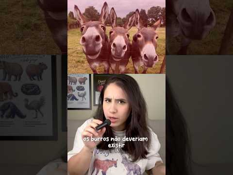 🐴🫏 Os burros não deveriam existir!