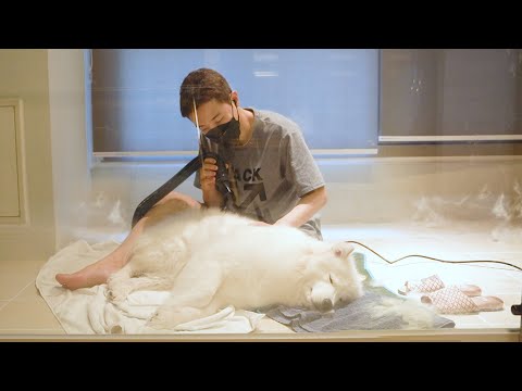 사모예드는 목욕하는데 총 몇시간이 걸릴까요?